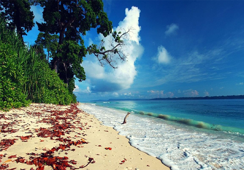 Seashore Delight